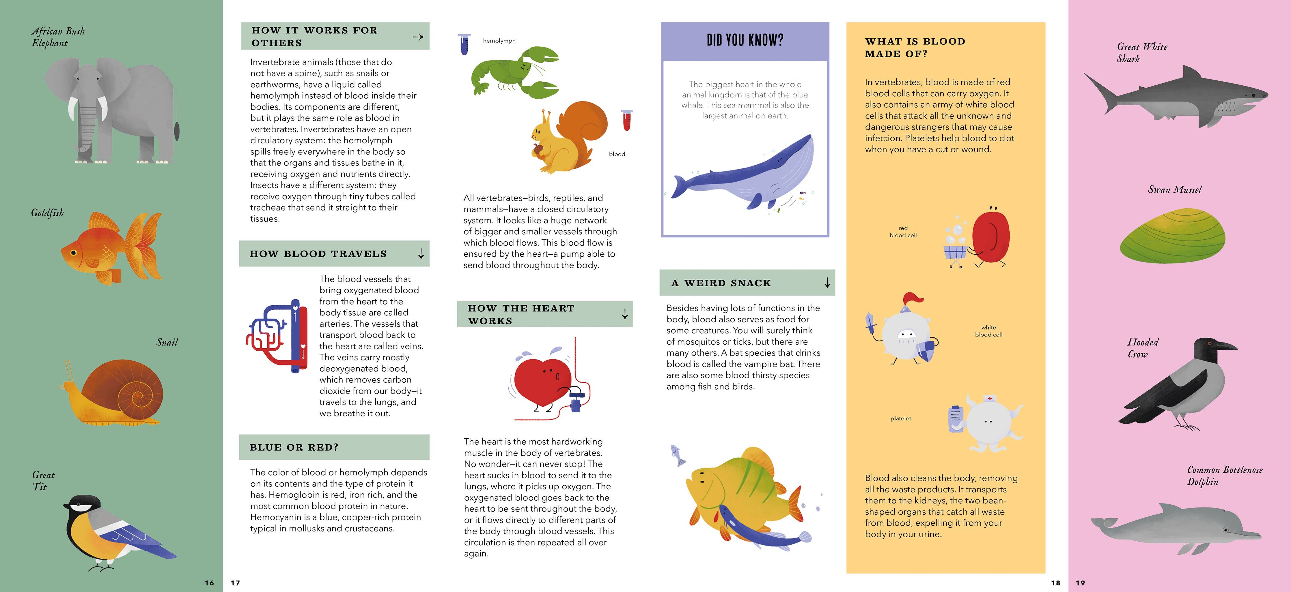 Foldout Anatomy (Interactive Children's Book)