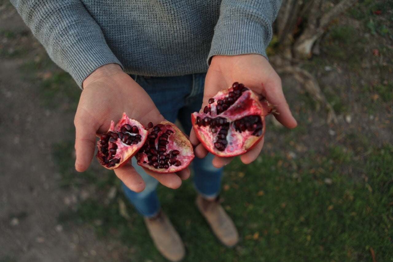 Pomegranate Fruit Infused Vinegar by Sideyard Shrubs