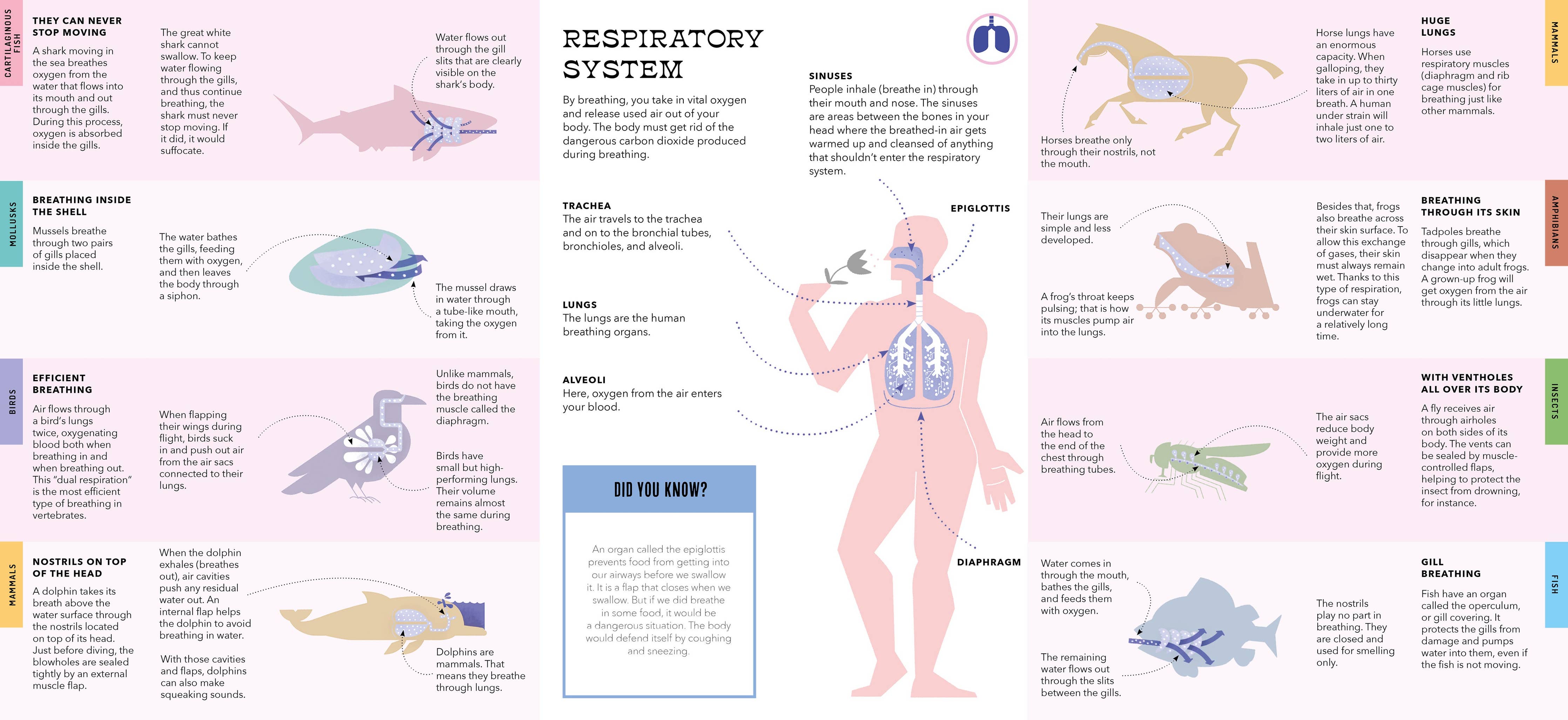 Foldout Anatomy (Interactive Children's Book)