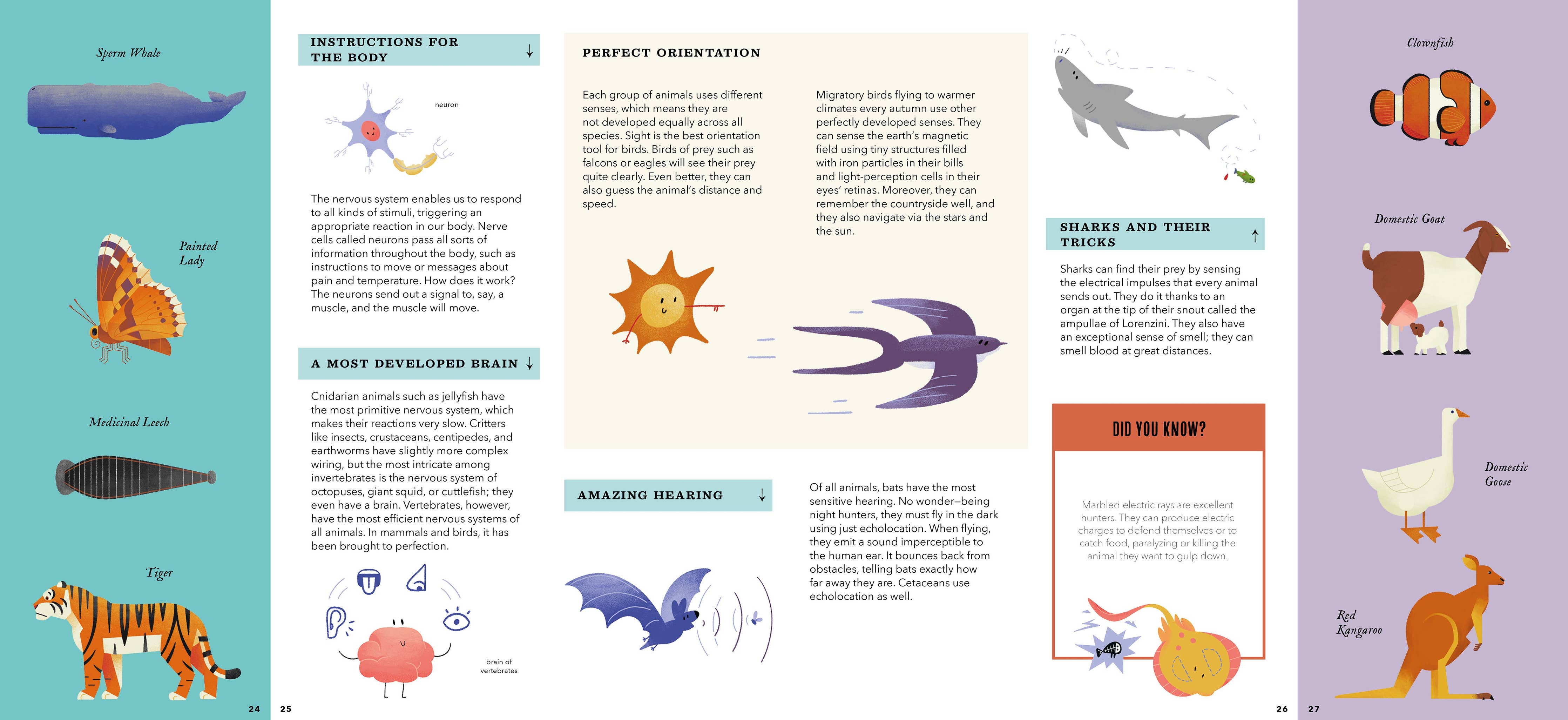 Foldout Anatomy (Interactive Children's Book)