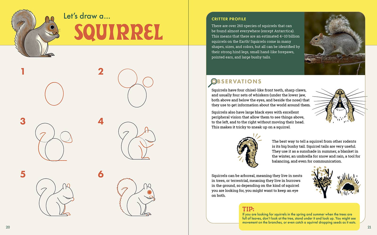 The Nature Explorer's Drawing Guide For Kids
