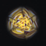 Flower | Kaleidoscope
