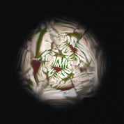 Flower | Kaleidoscope