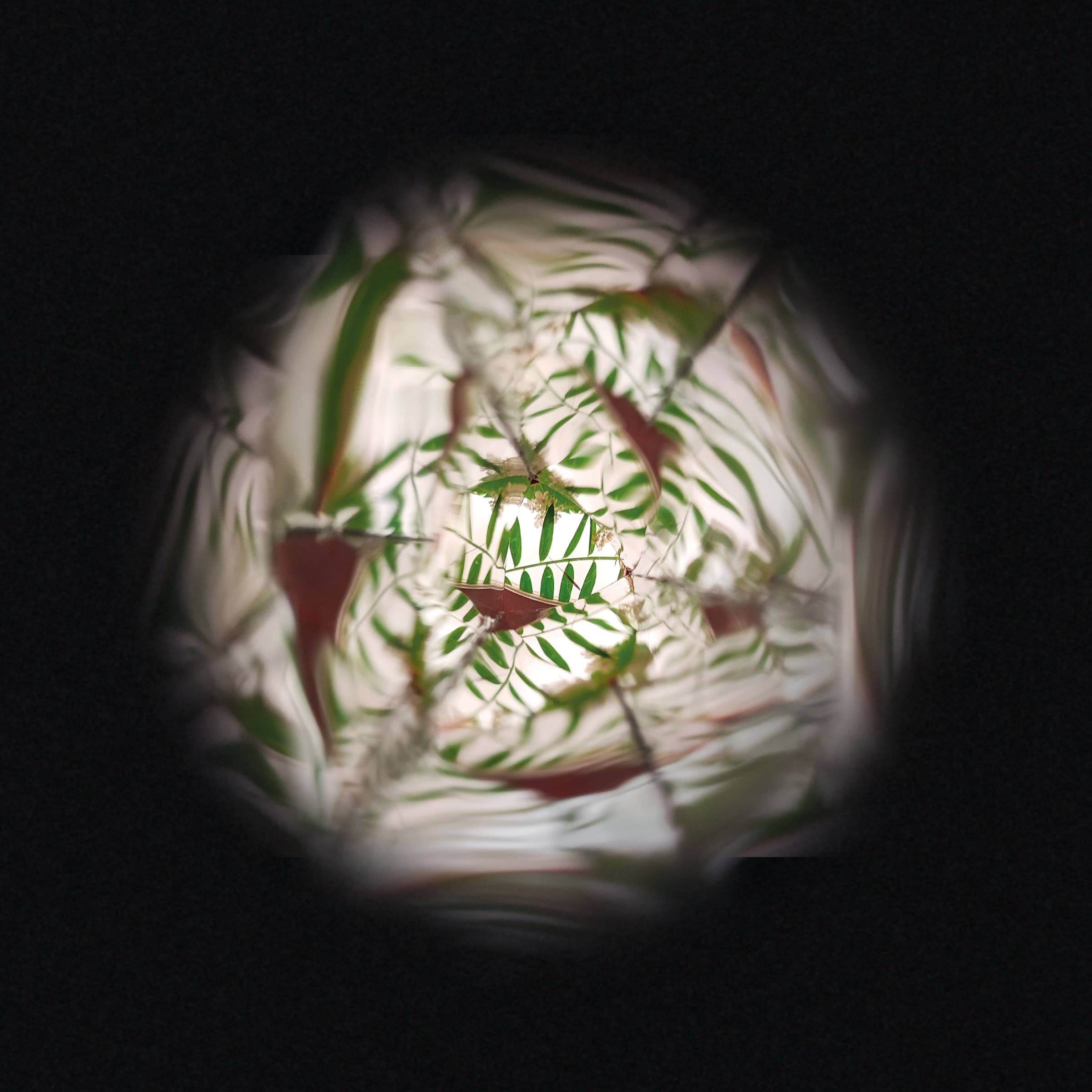 Flower | Kaleidoscope
