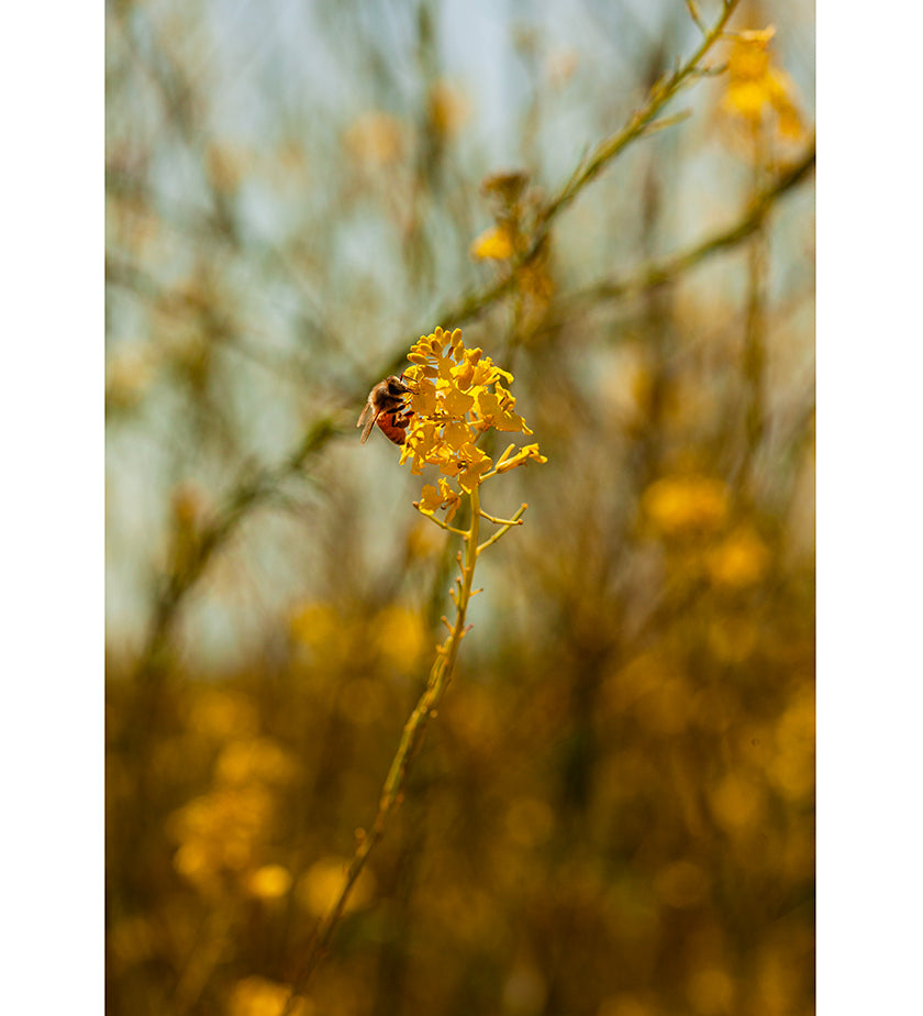 into-the-golden-bee-arthouseandco-zahigian-web-2.jpg
