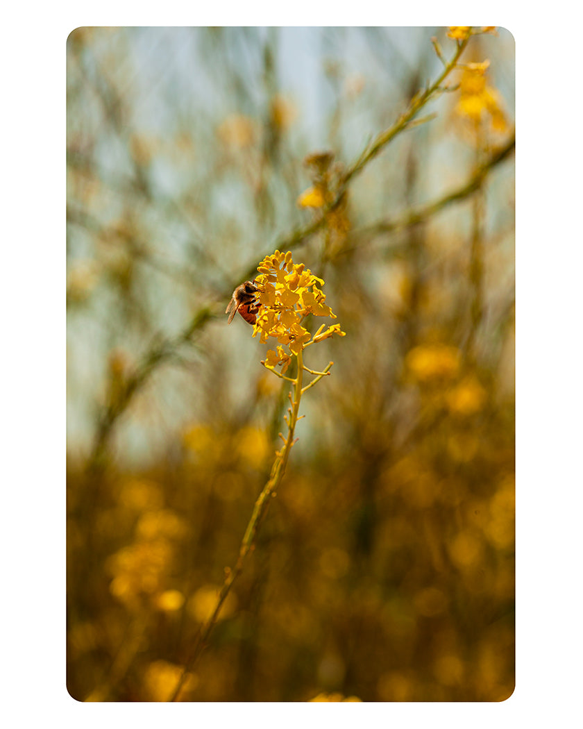 Into the Golden, Still Life with Bee, Fine Art Print