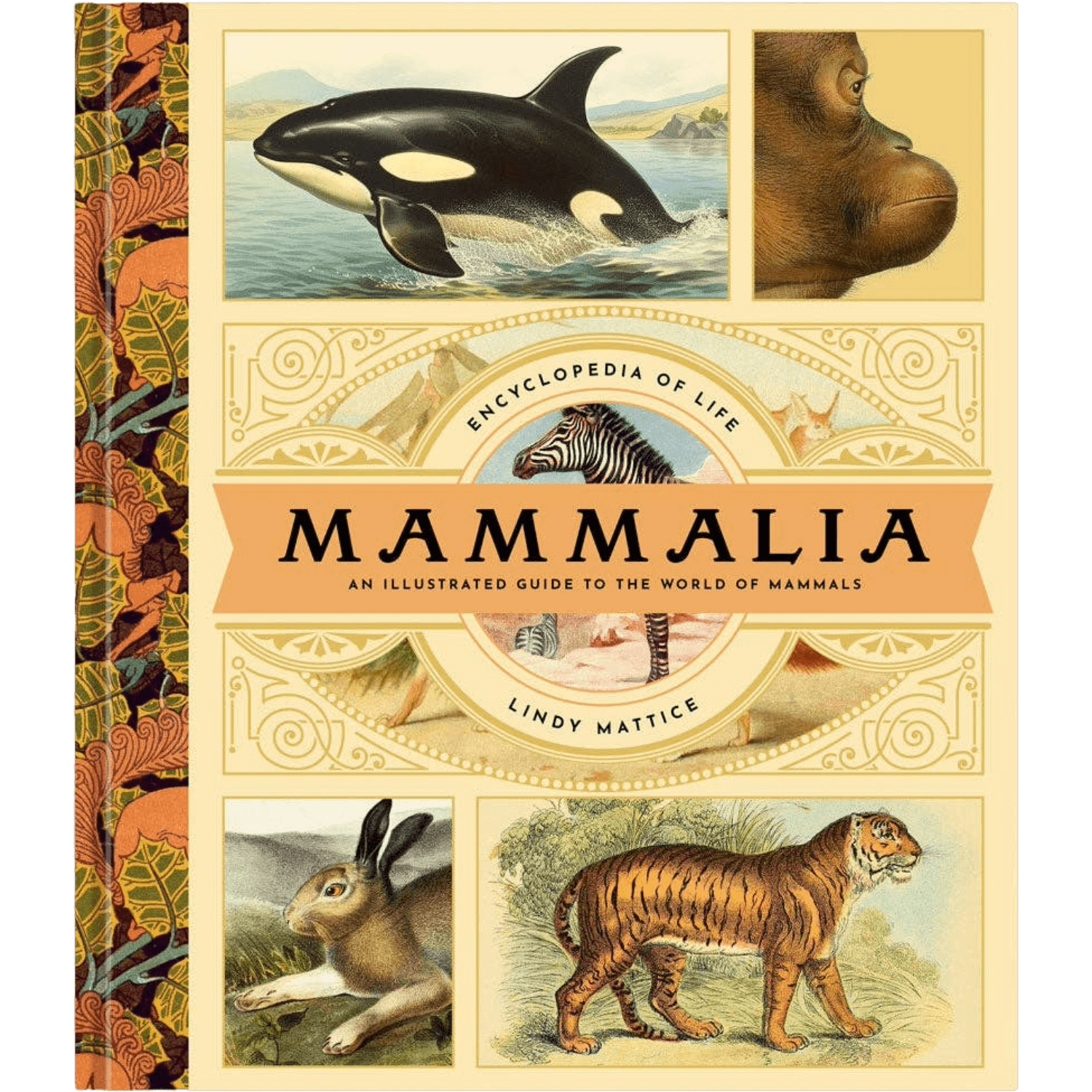 Mammalia | Visual Encyclopedia