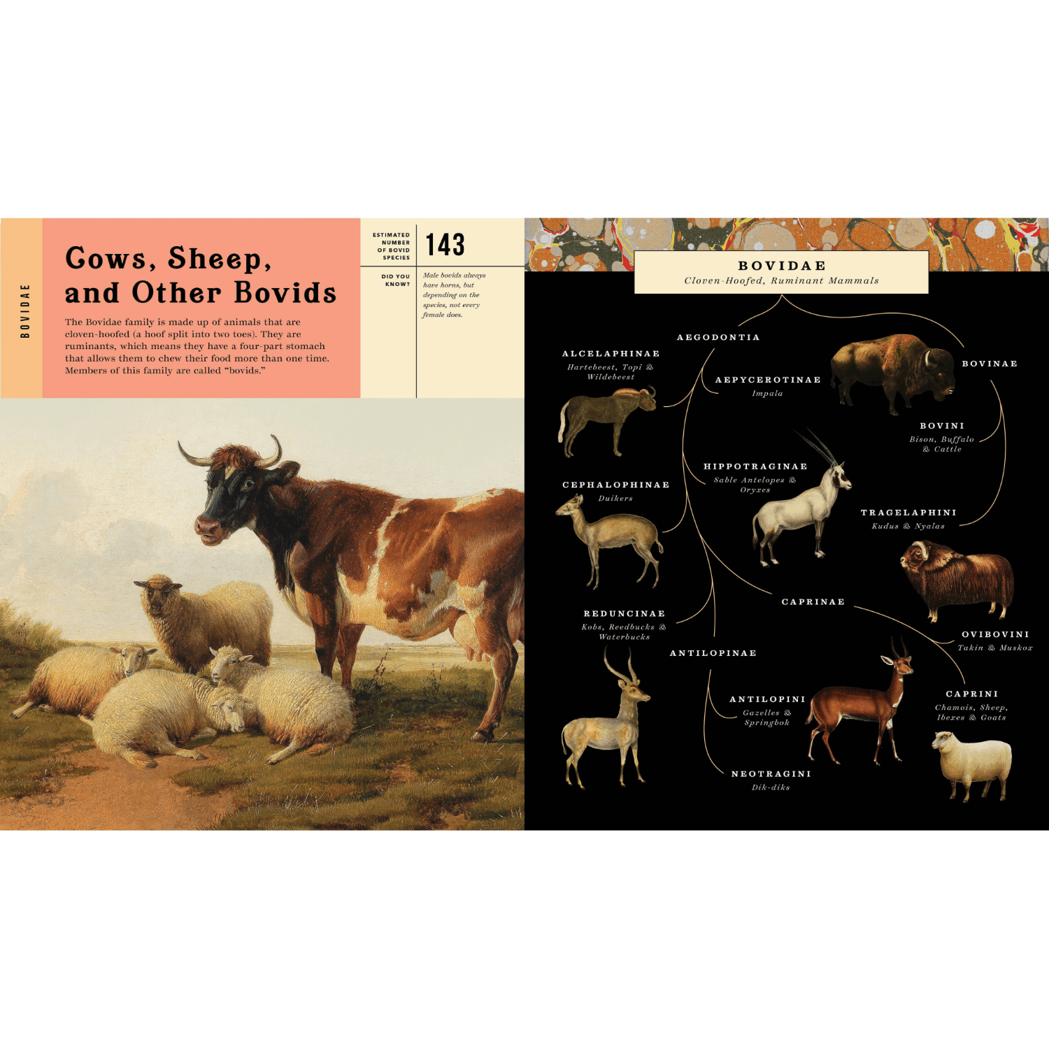 mammalia-illustrated-childrens-book-about_animals-page.png