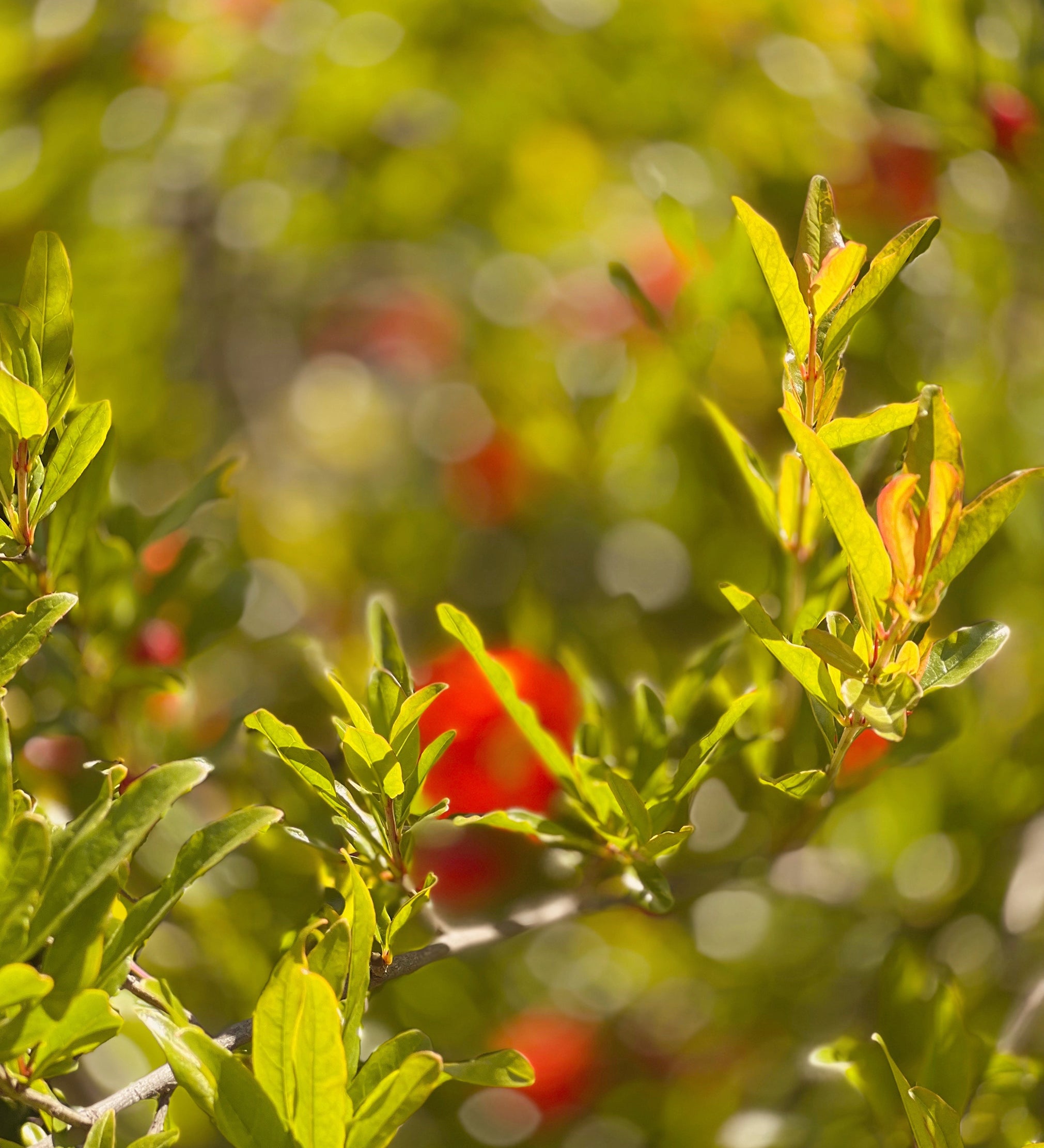 meadow-in-red-ojai-zahigian-arthouseandco-web.jpg