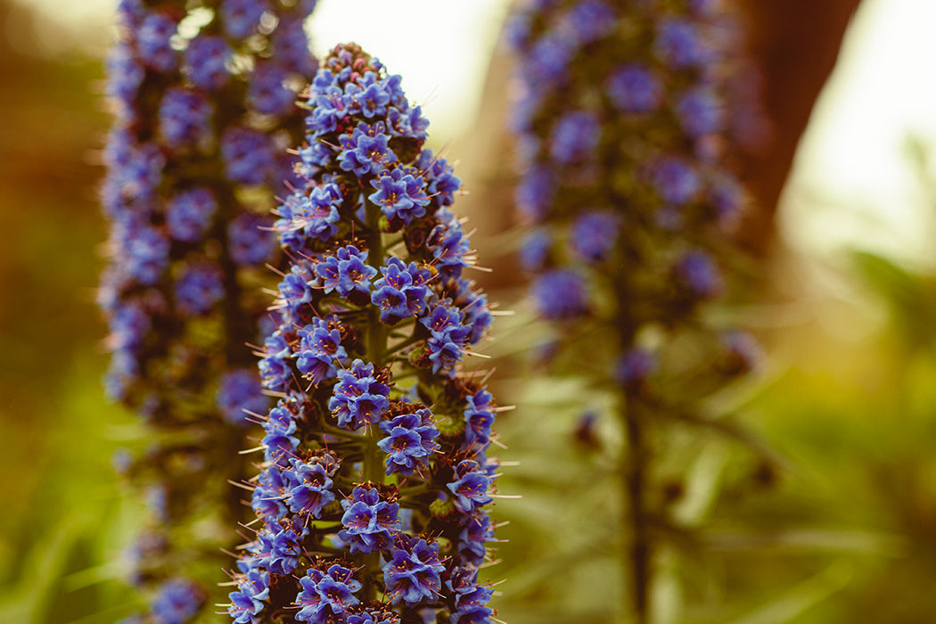 montecito-purple-zahigian-arthouseandco-web.jpg