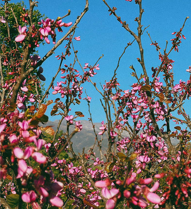 ojai-in-pink-zahigian-arthouseandco-web.jpg