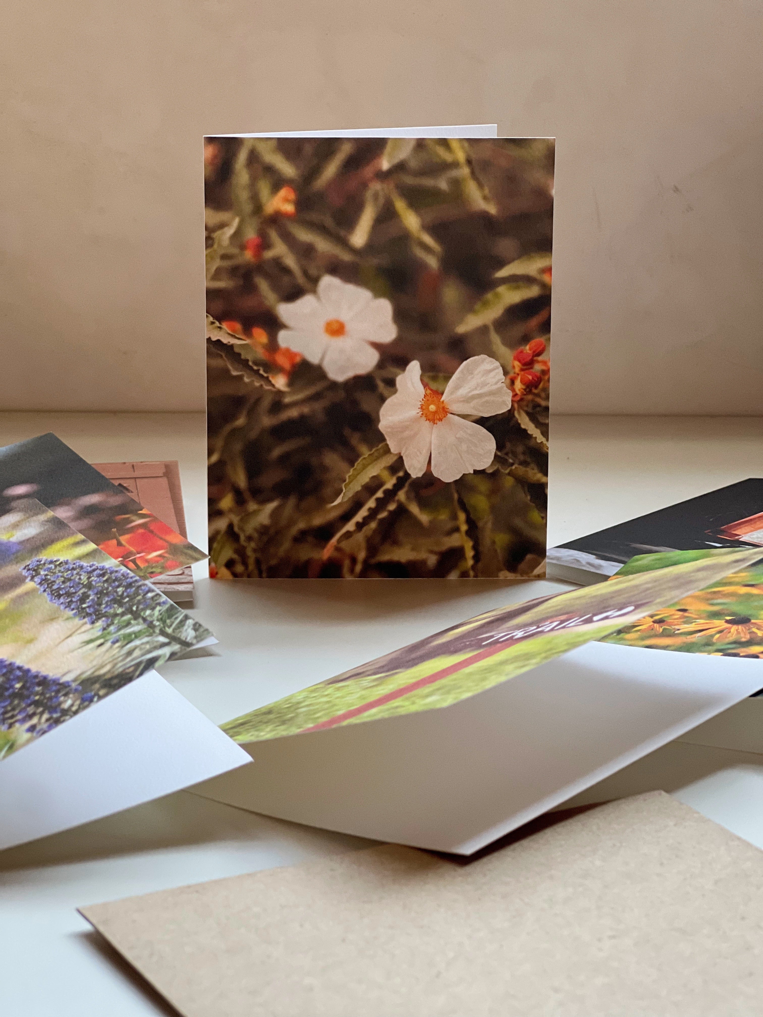 Wildflower in White, Greeting Card