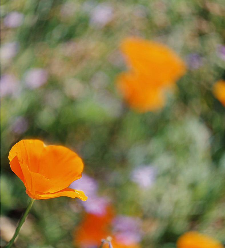 poppy-study-no1-zahigian-arthouseandco-web.jpg