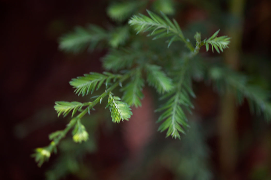 redwood-birth-zahigian-botanica-arthouseandco-web.jpg