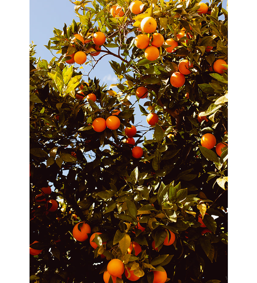 rejoice-orange-visalia-zahigian-arthouseandcompany-web-rounded-1.jpg