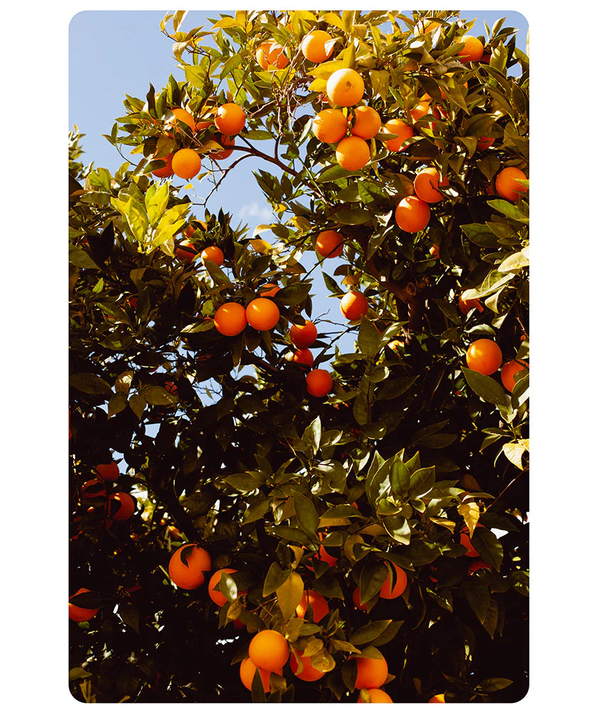 rejoice-orange-visalia-zahigian-arthouseandcompany-web-rounded-1_2048x2048_jpg.webp