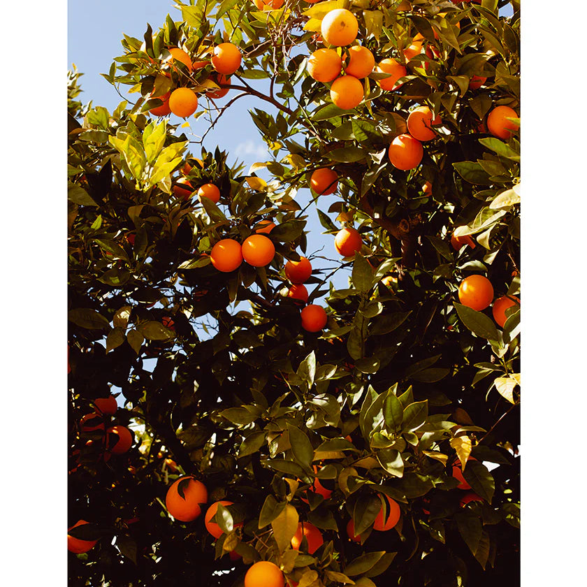 rejoice-orange-visalia-zahigian-arthouseandcompany-web-rounded-1_2048x2048_jpg.webp