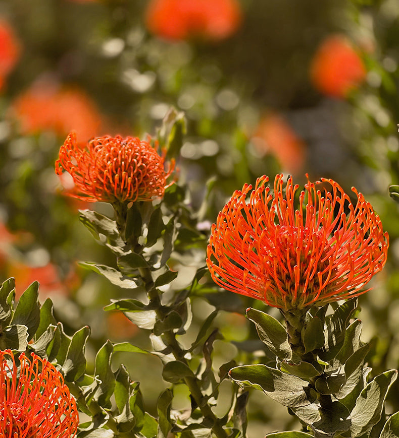seaside-protea-zahigian-arthouseandco-web.jpg