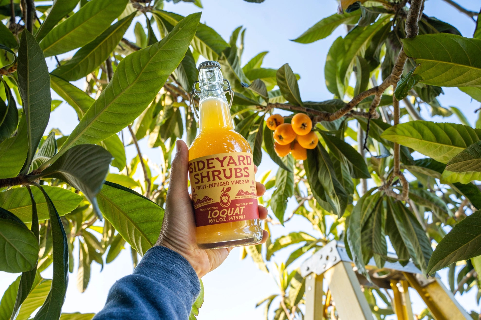 Loquat Fruit Infused Vinegar by Sideyard Shrubs