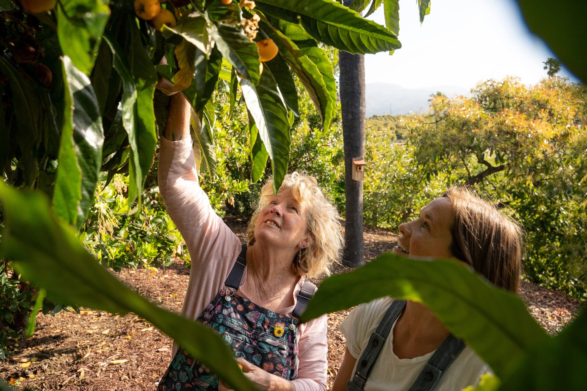 Loquat Fruit Infused Vinegar by Sideyard Shrubs