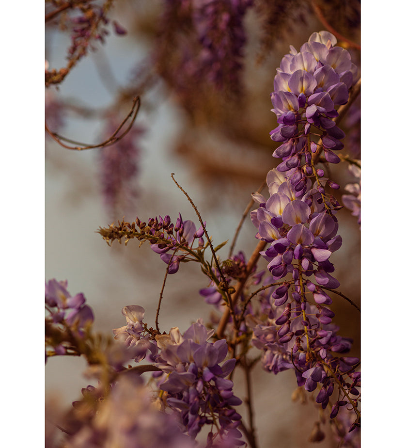 wisteria-no-1-zahigian-arthouseandcompany-web.jpg
