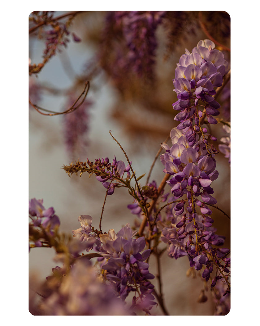 Wisteria, no.1 Fine Art Print